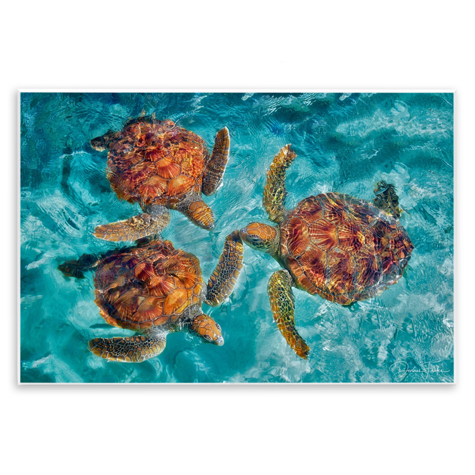 Stupell Industries Swimming Tortoise Trio Animals & Insects Painting Unframed Art Print Wall Art, 19 x 13