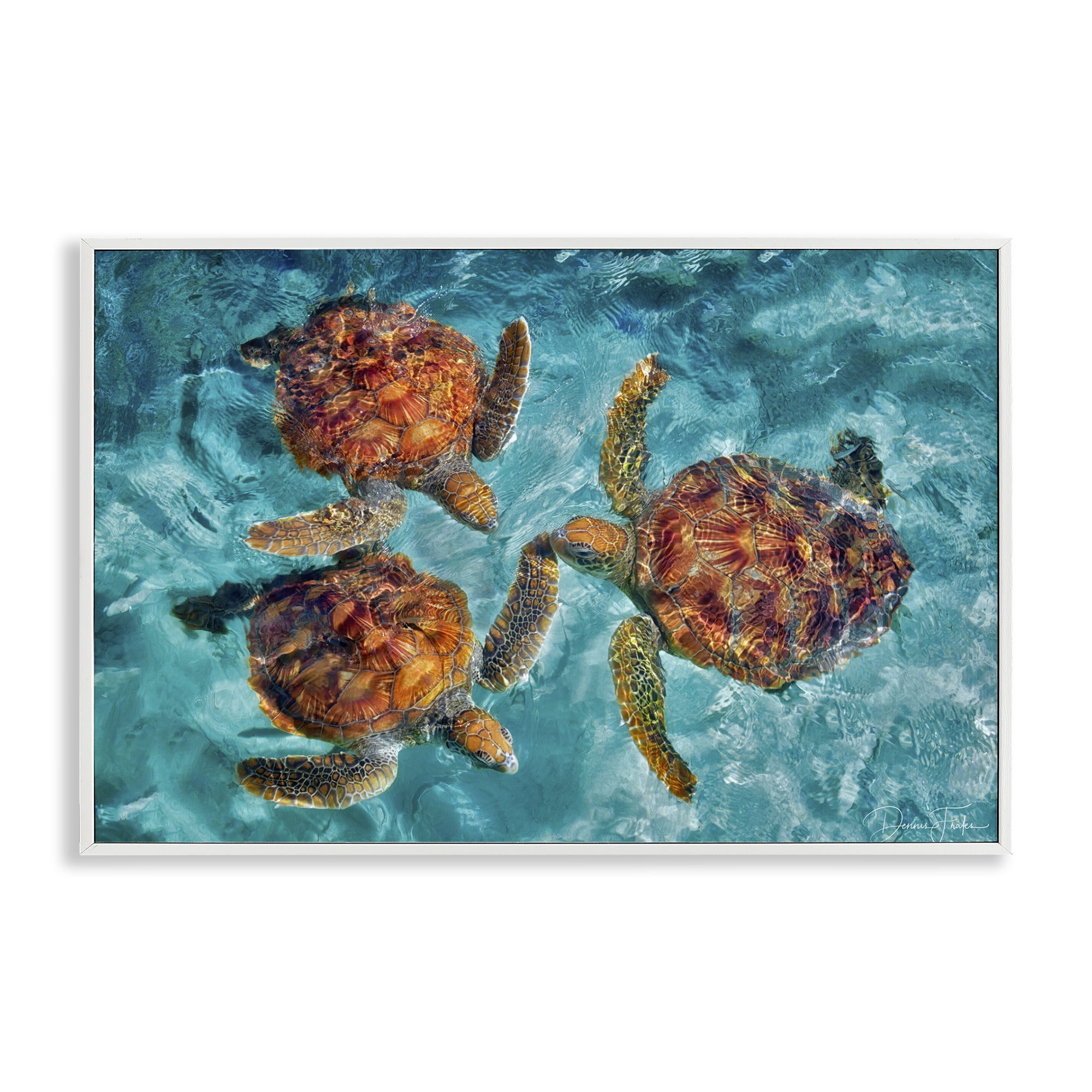 Stupell Industries Swimming Tortoise Trio Animals & Insects Painting White Framed Art Print Wall Art, 24 x 16