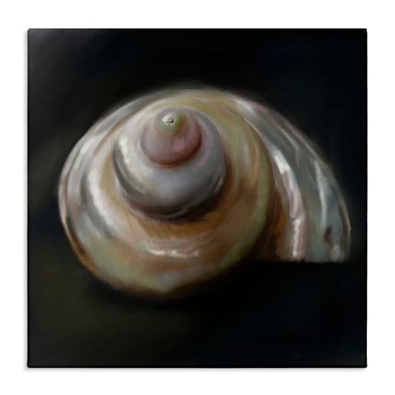Swirled Seashell Sea Treasure Canvas Art, 24 x 24, Made In USA