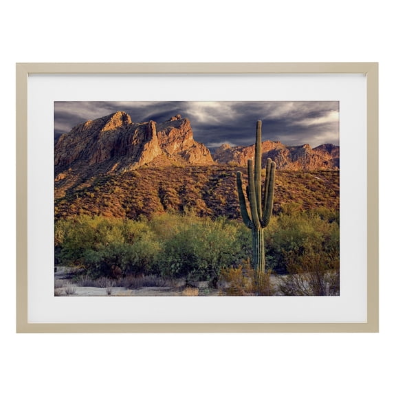 Stupell Industries Tall And Strong Cactus View Birch Framed Print Under Glass design by Mike Jones, 14 x 20