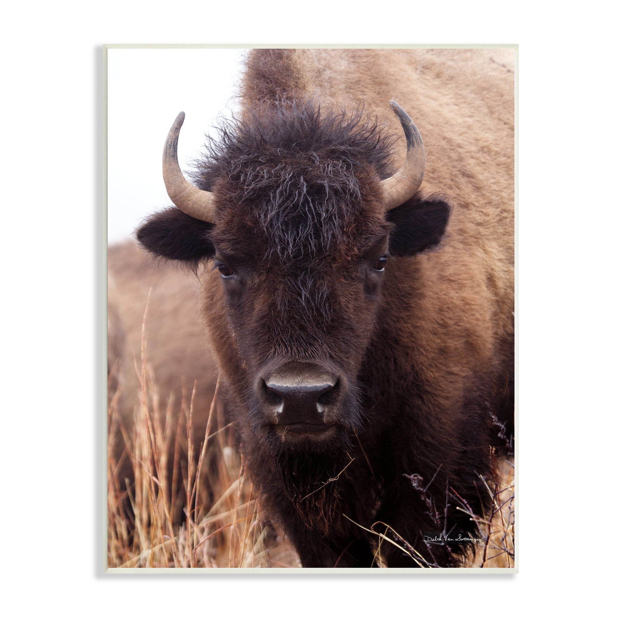 Stupell Industries Tall Grass Bison Portrait Country Cattle Autumn Photography, 13 x 19,Design by Debra Van Swearingen