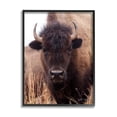 thumbnail image 1 of Stupell Industries Tall Grass Bison Portrait Country Cattle Autumn Photography, 16 x 20,Design by Debra Van Swearingen, 1 of 5
