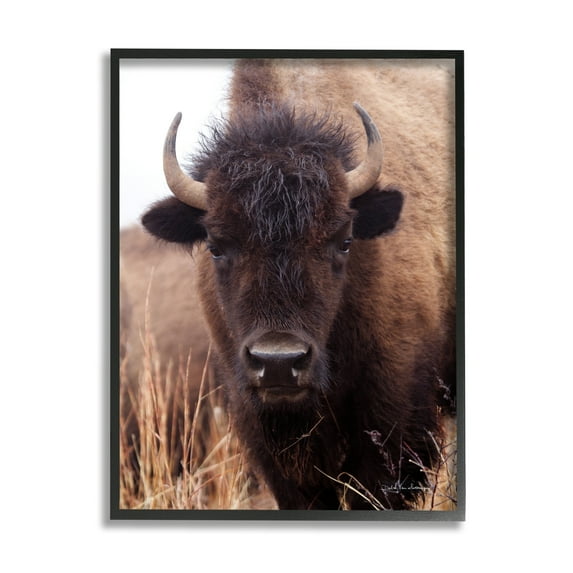 Stupell Industries Tall Grass Bison Portrait Country Cattle Autumn Photography, 24 x 30,Design by Debra Van Swearingen