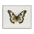 thumbnail image 1 of Stupell Industries Tan Symmetrical Butterfly Animals Painting Gray Framed Art Print Wall Art, 20 x 16, 1 of 2