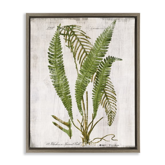 Stupell Industries Thin Fern Leaves Study Plants & Flowers Painting Brown Floater Framed Canvas Art Print Wall Art, 17 x 21