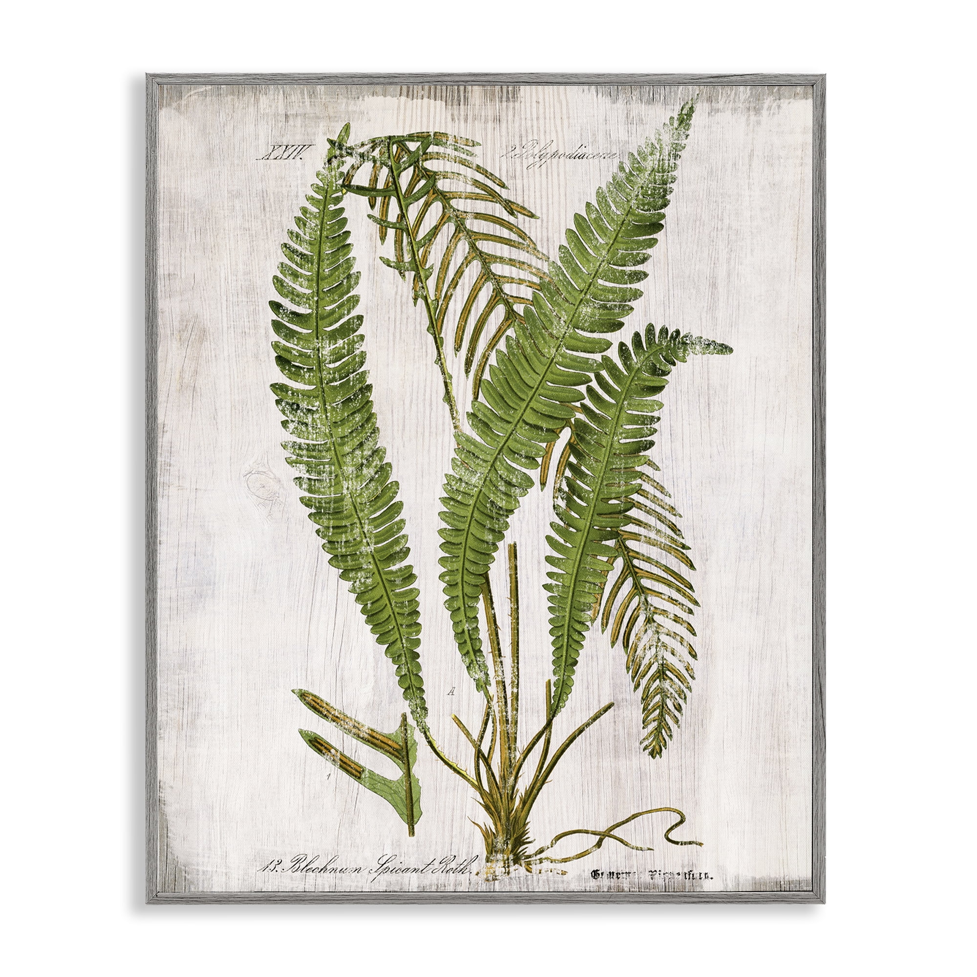 Stupell Industries Thin Fern Leaves Study Plants & Flowers Painting Gray Framed Art Print Wall Art, 16 x 20
