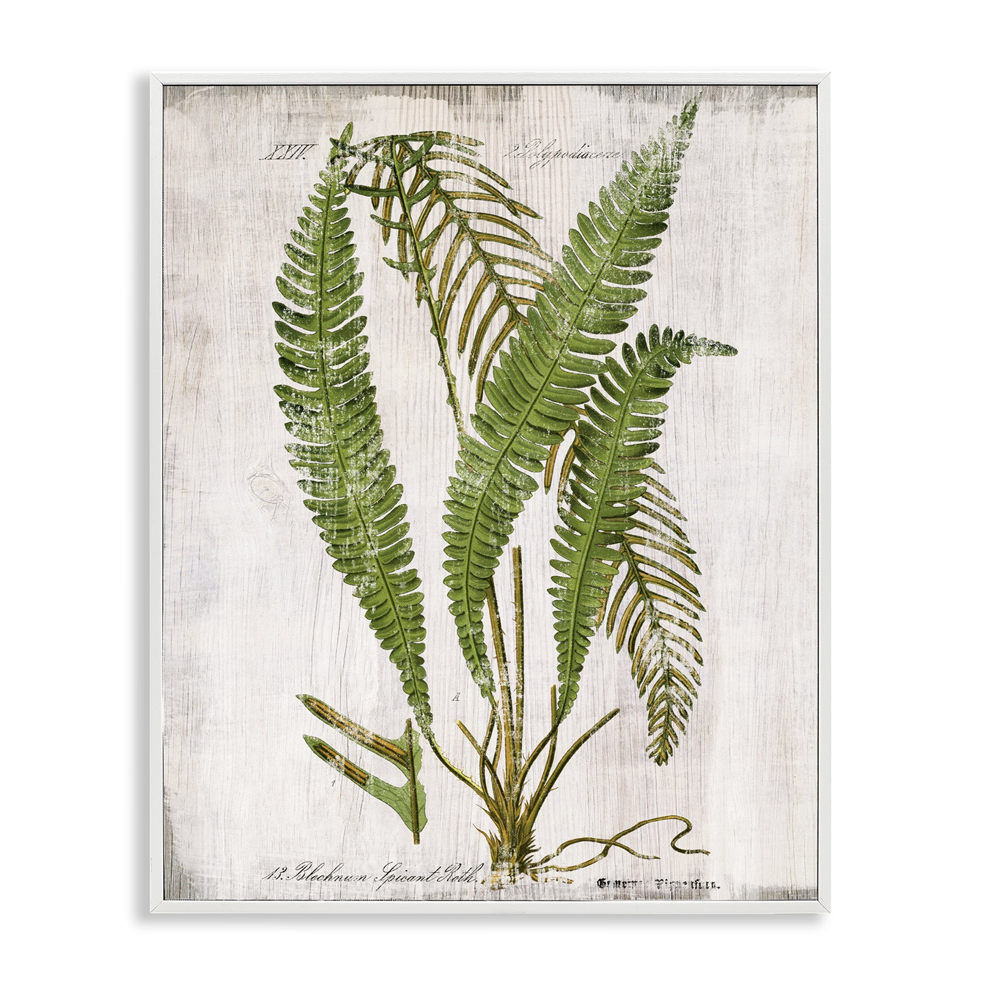 Stupell Industries Thin Fern Leaves Study Plants & Flowers Painting White Framed Art Print Wall Art, 24 x 30