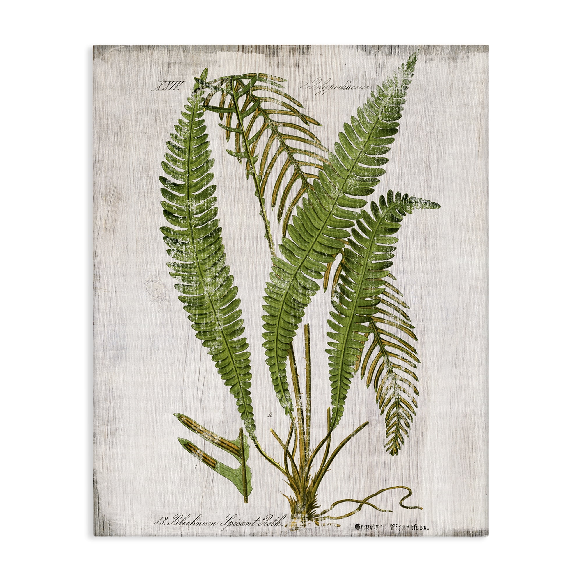 Stupell Industries Thin Fern Leaves Study Plants & Flowers Painting Wrapped Canvas Art Print Wall Art, 24 x 30