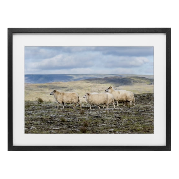 Stupell Industries Three Friends Sheep in Nature Black Framed Print Under Glass design by D. Burt, 14 x 20