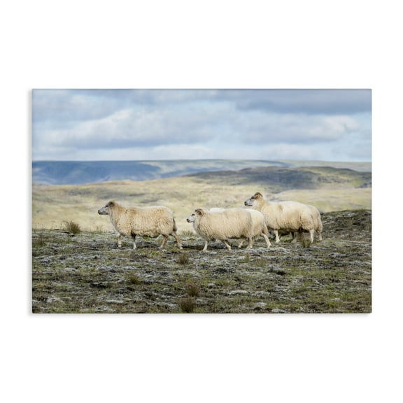 Stupell Industries Three Friends Sheep in Nature Canvas Wall Art design by D. Burt, 16 x 24