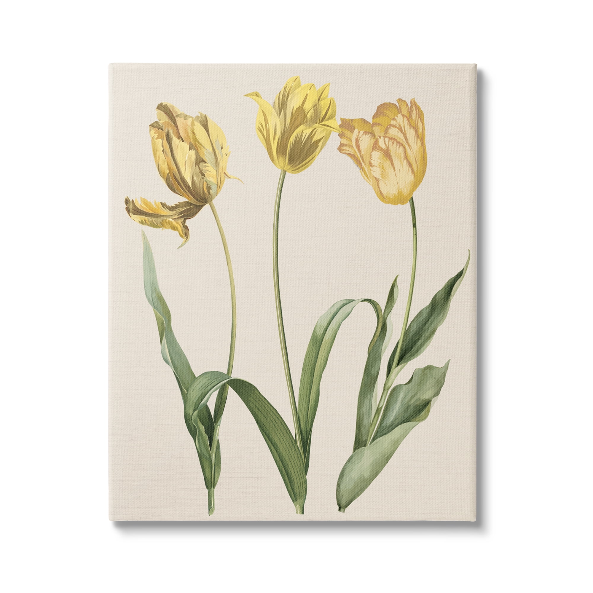 Stupell Industries Three Tulip Sprigs Botanical & Floral Painting Gallery Wrapped Canvas Art Print Wall Art, 24 x 30