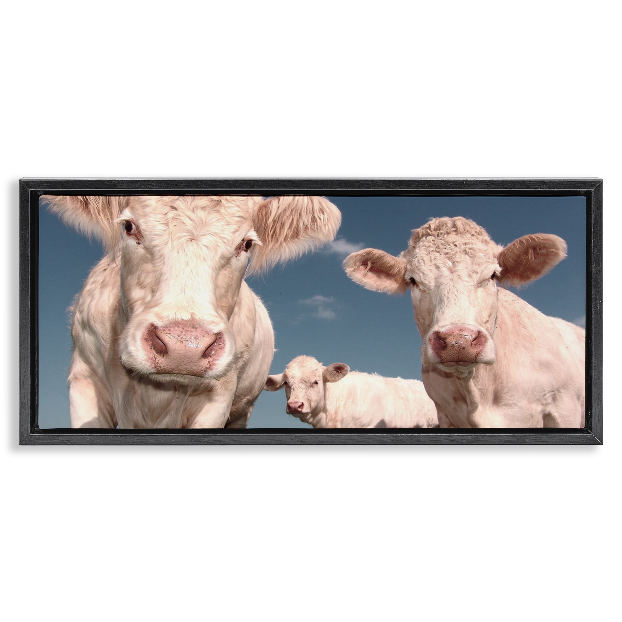 Stupell Industries Three White Cows Animals & Insects Photography Black Floater Framed Canvas Art Print Wall Art, 25 x 11