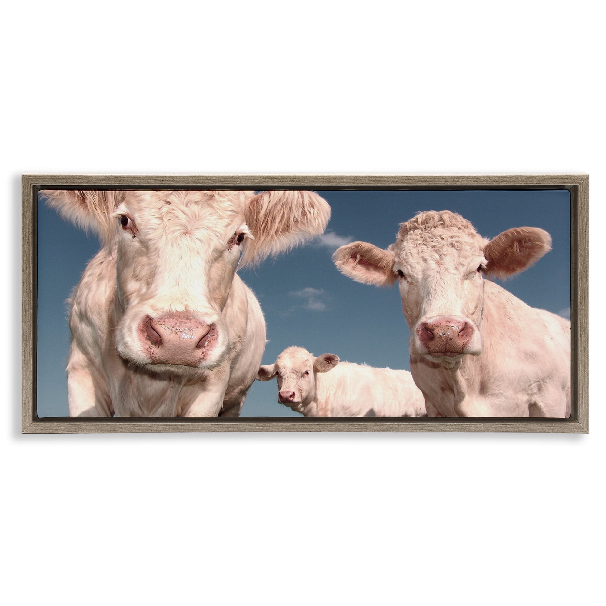 Stupell Industries Three White Cows Animals & Insects Photography Brown Floater Framed Canvas Art Print Wall Art, 25 x 11