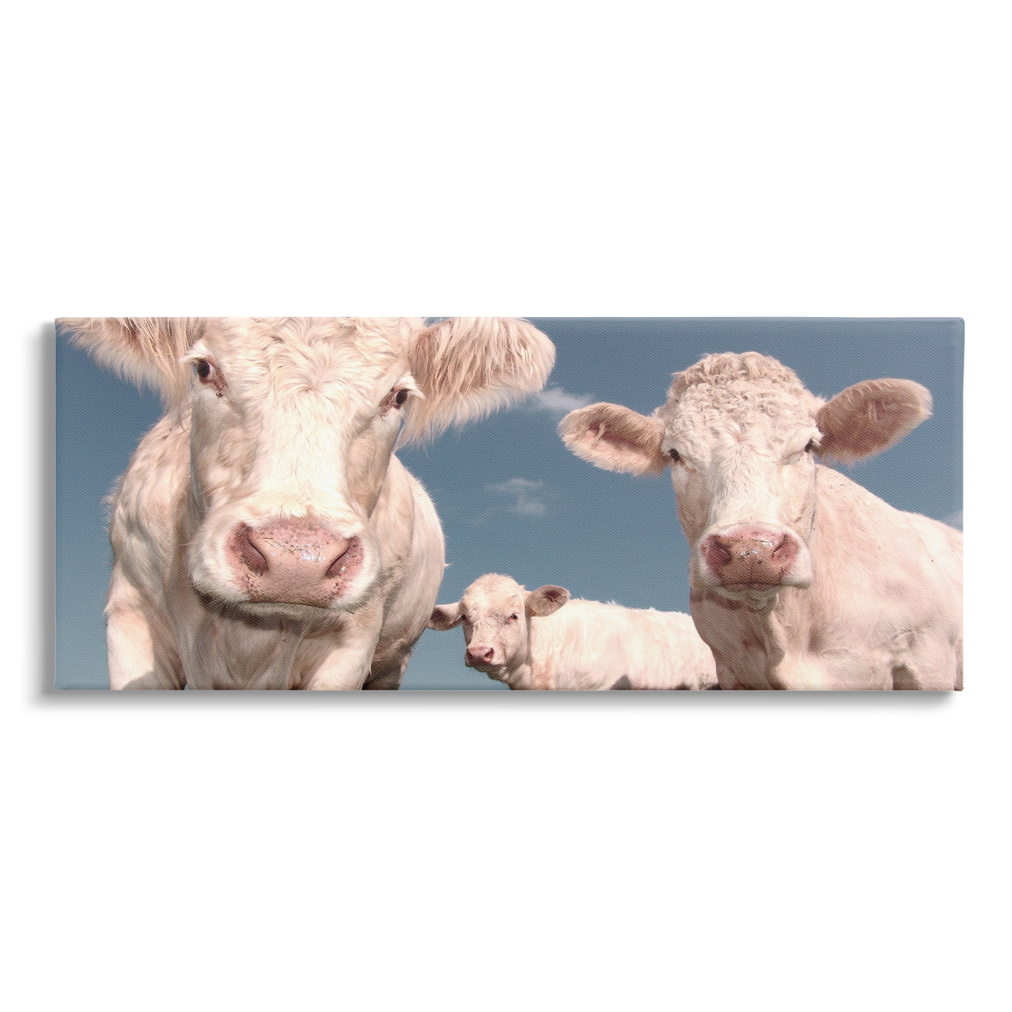 Stupell Industries Three White Cows Animals & Insects Photography Gallery Wrapped Canvas Art Print Wall Art, 24 x 10