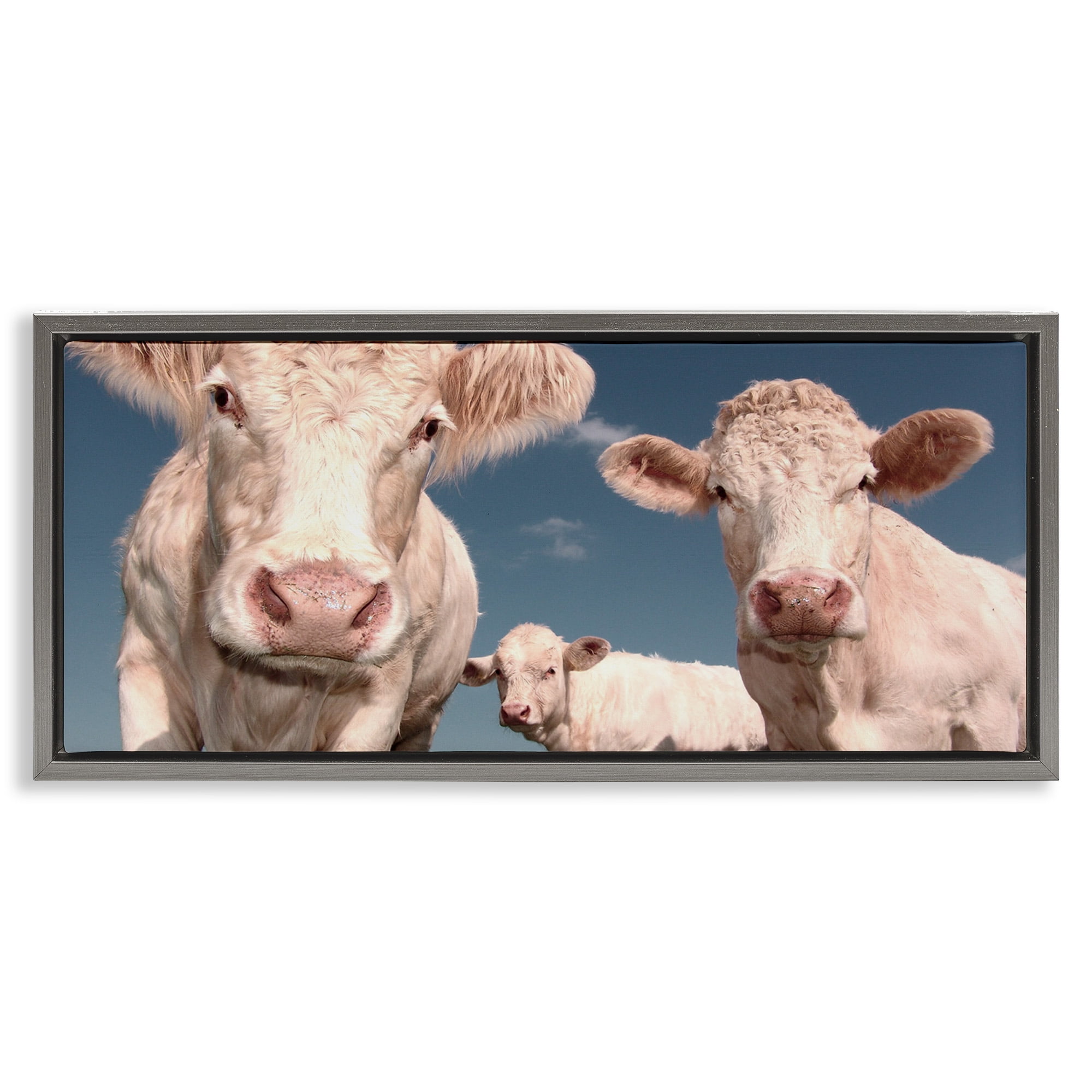 Stupell Industries Three White Cows Animals & Insects Photography Gray Floater Framed Canvas Art Print Wall Art, 25 x 11