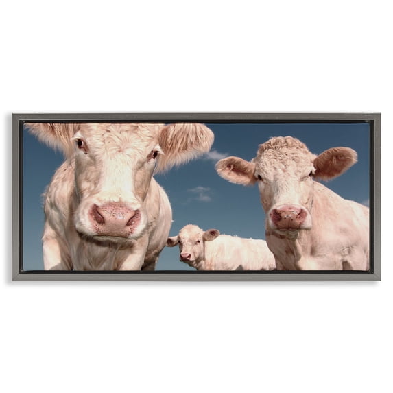 Stupell Industries Three White Cows Animals & Insects Photography Gray Floater Framed Canvas Art Print Wall Art, 31 x 14
