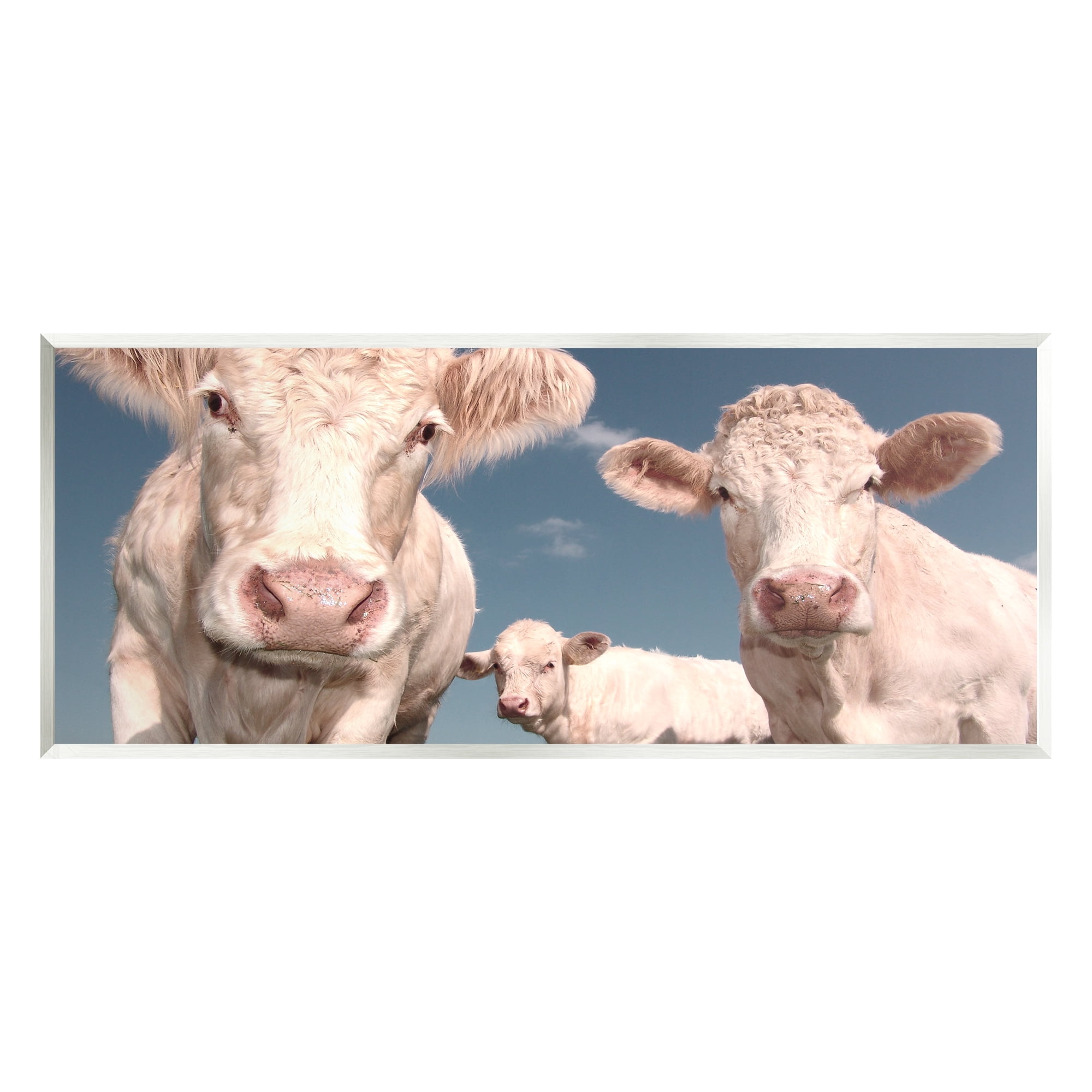 Stupell Industries Three White Cows Animals & Insects Photography Unframed Art Print Wall Art, 17 x 7