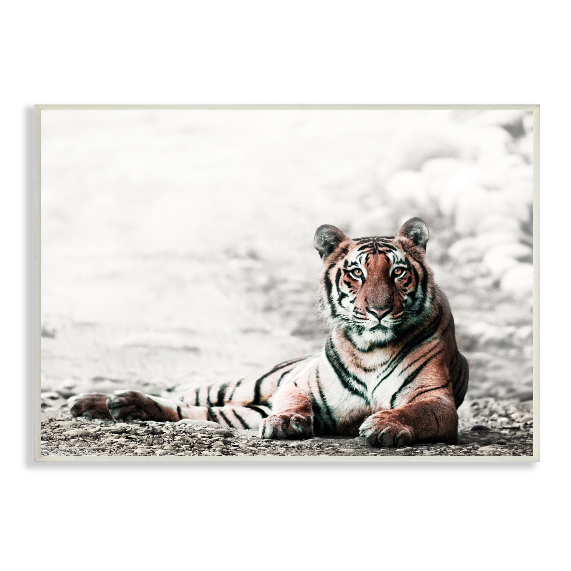 Stupell Industries Tiger Cat Resting Animal Portrait Striped Feline, 19 x 13,Design by Danita Delimont