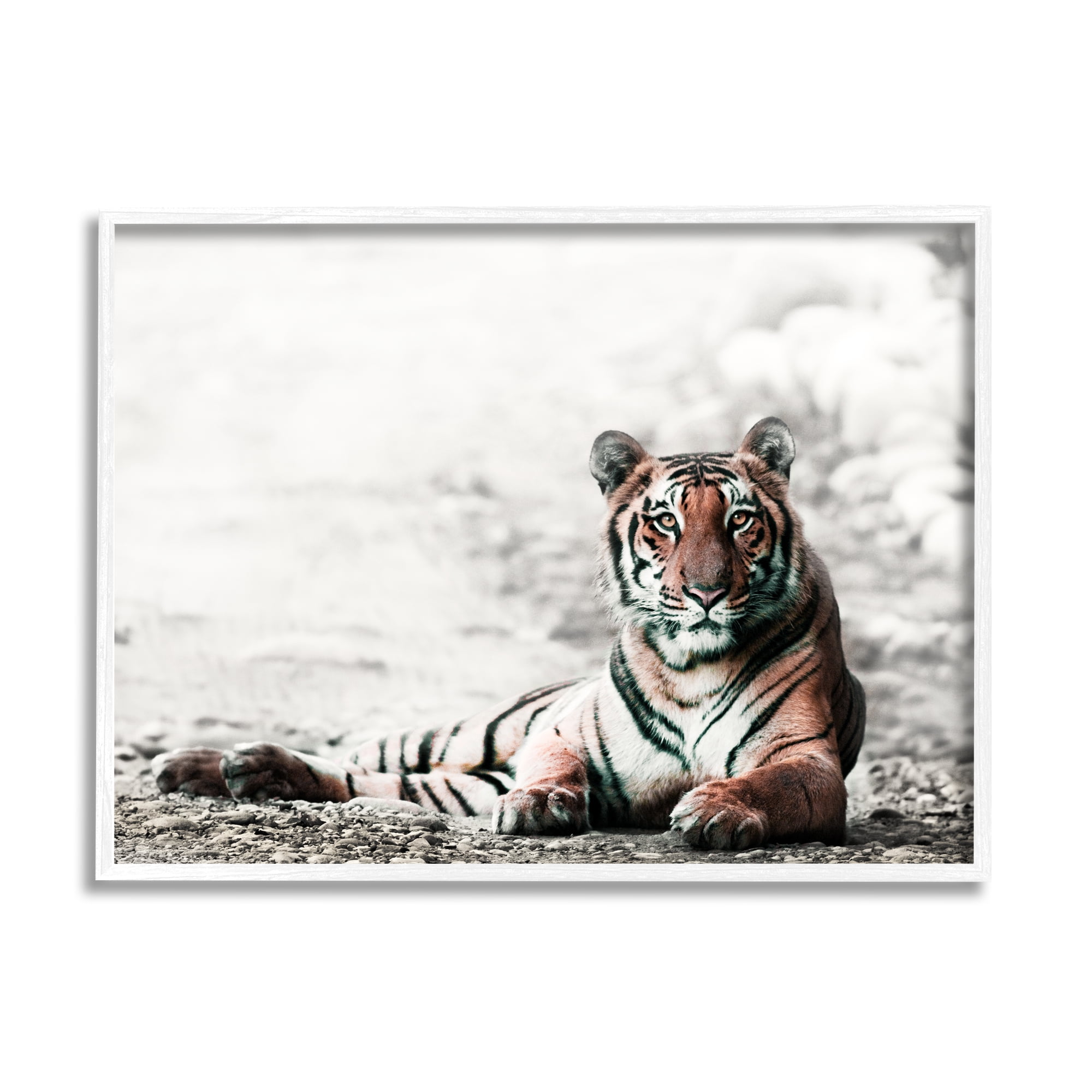 Stupell Industries Tiger Cat Resting Animal Portrait Striped Feline, 20 x 16,Design by Danita Delimont