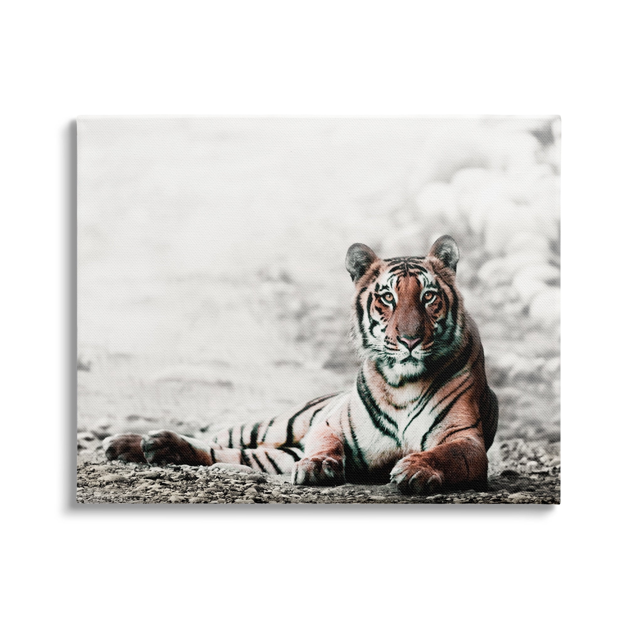 Stupell Industries Tiger Cat Resting Animal Portrait Striped Feline, 48 x 36,Design by Danita Delimont