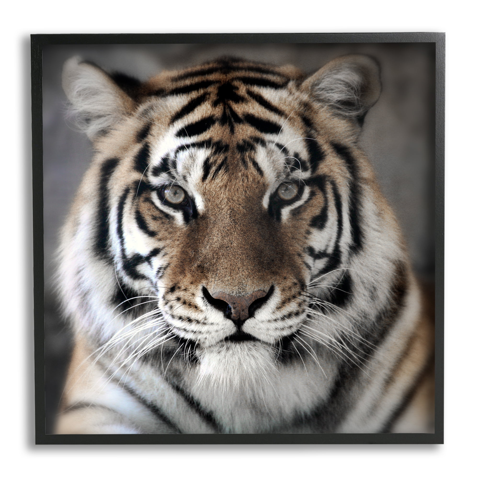 Stupell Industries Tiger Close Up Photograph Animals & Insects Photography Black Framed Art Print Wall Art, 24 x 24