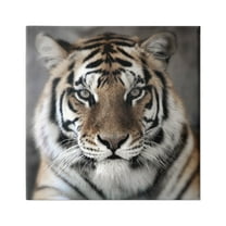 Stupell Industries Tiger Close Up Photograph Animals & Insects Photography Gallery Wrapped Canvas Art Print Wall Art, 17 x 17