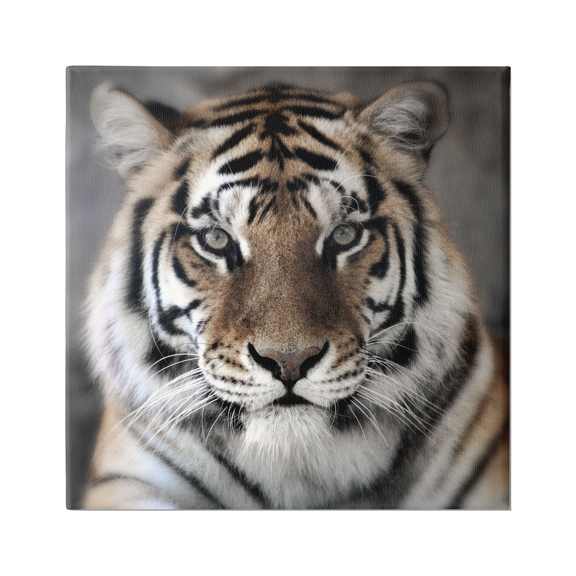 Stupell Industries Tiger Close Up Photograph Animals & Insects Photography Gallery Wrapped Canvas Art Print Wall Art, 30 x 30
