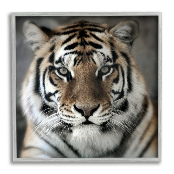 Stupell Industries Tiger Close Up Photograph Animals & Insects Photography Gray Framed Art Print Wall Art, 17 x 17