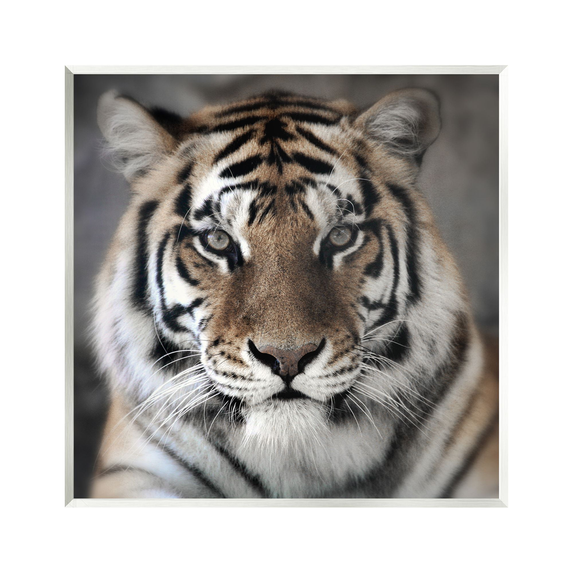 Stupell Industries Tiger Close Up Photograph Animals & Insects Photography Unframed Art Print Wall Art, 12 x 12