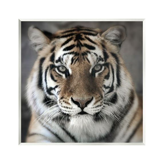 Stupell Industries Tiger Close Up Photograph Animals & Insects Photography Unframed Art Print Wall Art, 12 x 12