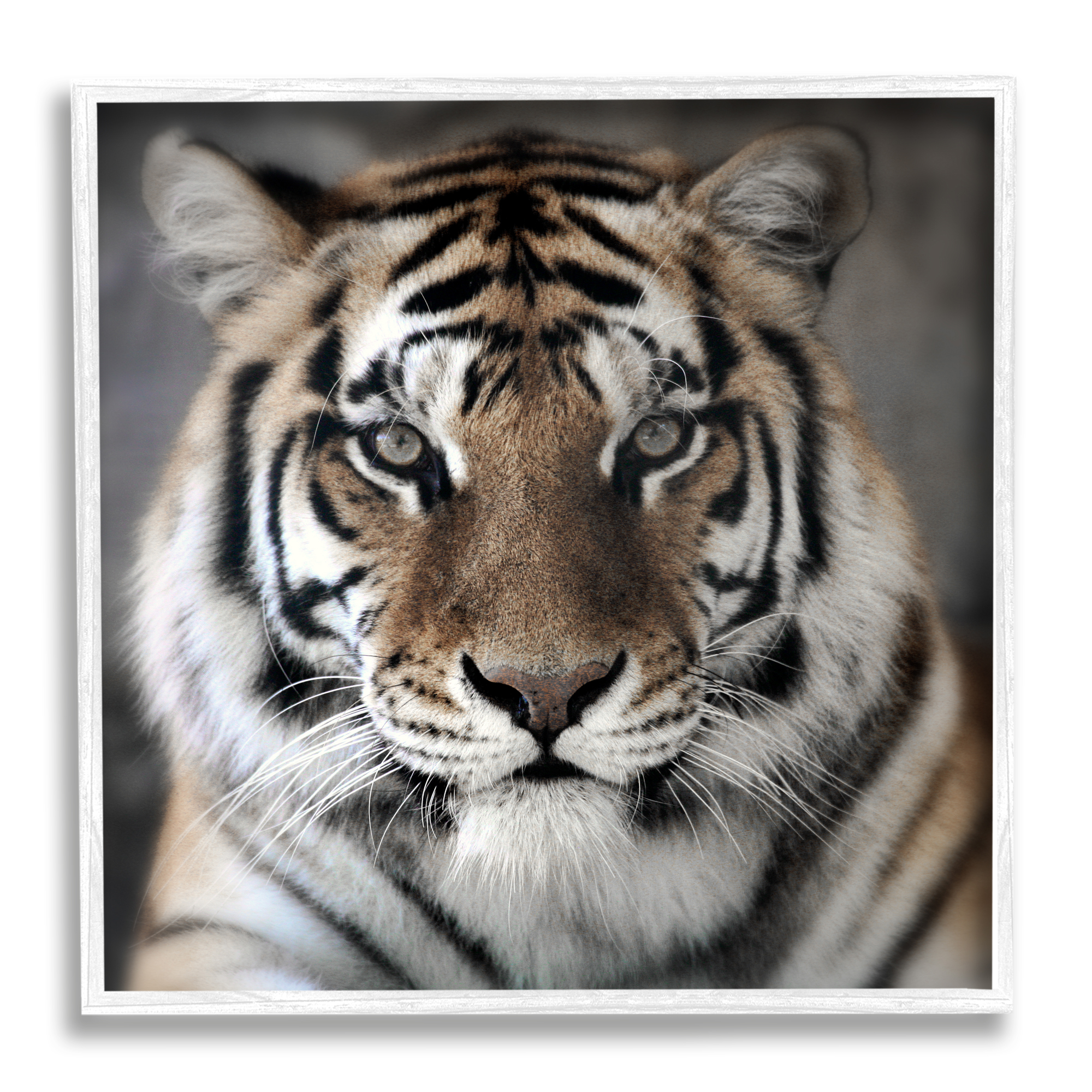 Stupell Industries Tiger Close Up Photograph Animals & Insects Photography White Framed Art Print Wall Art, 17 x 17