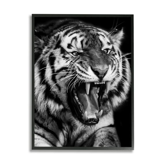 Stupell Industries Tiger Roaring Photography Animals & Insects Photography Black Framed Art Print Wall Art, 16 x 20
