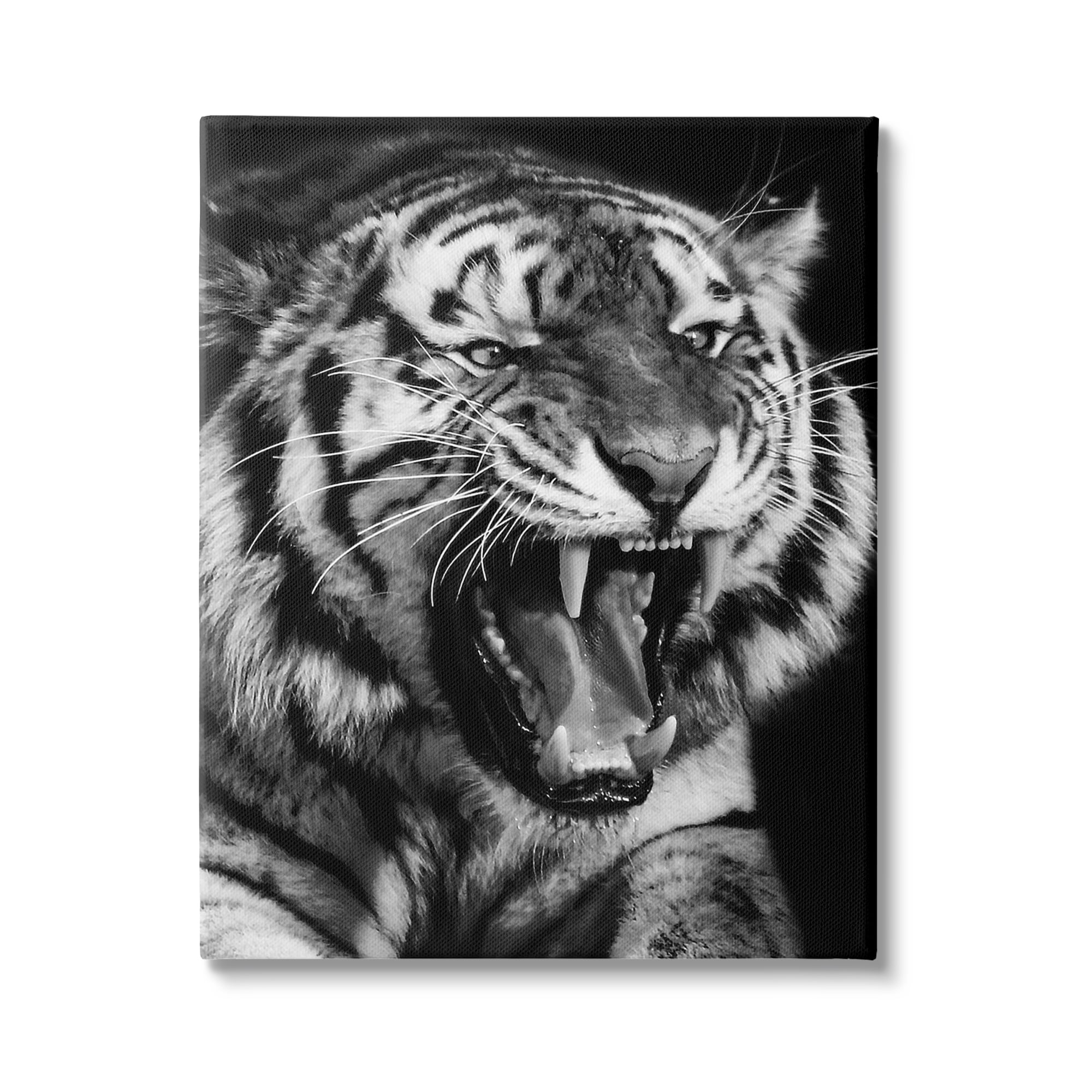 Stupell Industries Tiger Roaring Photography Animals & Insects Photography Gallery Wrapped Canvas Art Print Wall Art, 36 x 48