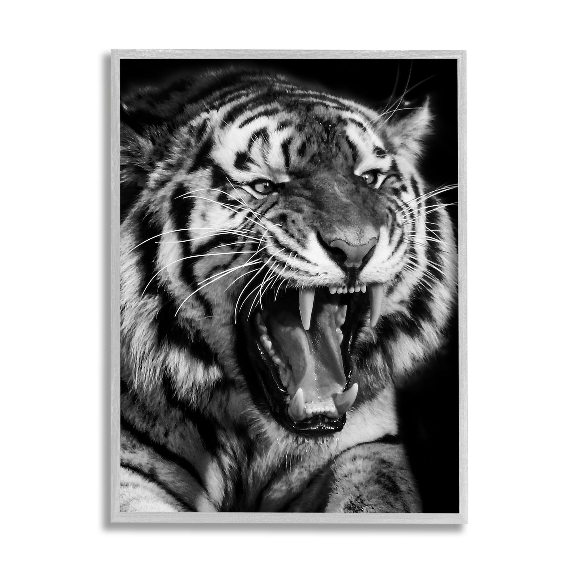 Stupell Industries Tiger Roaring Photography Animals & Insects Photography Gray Framed Art Print Wall Art, 16 x 20