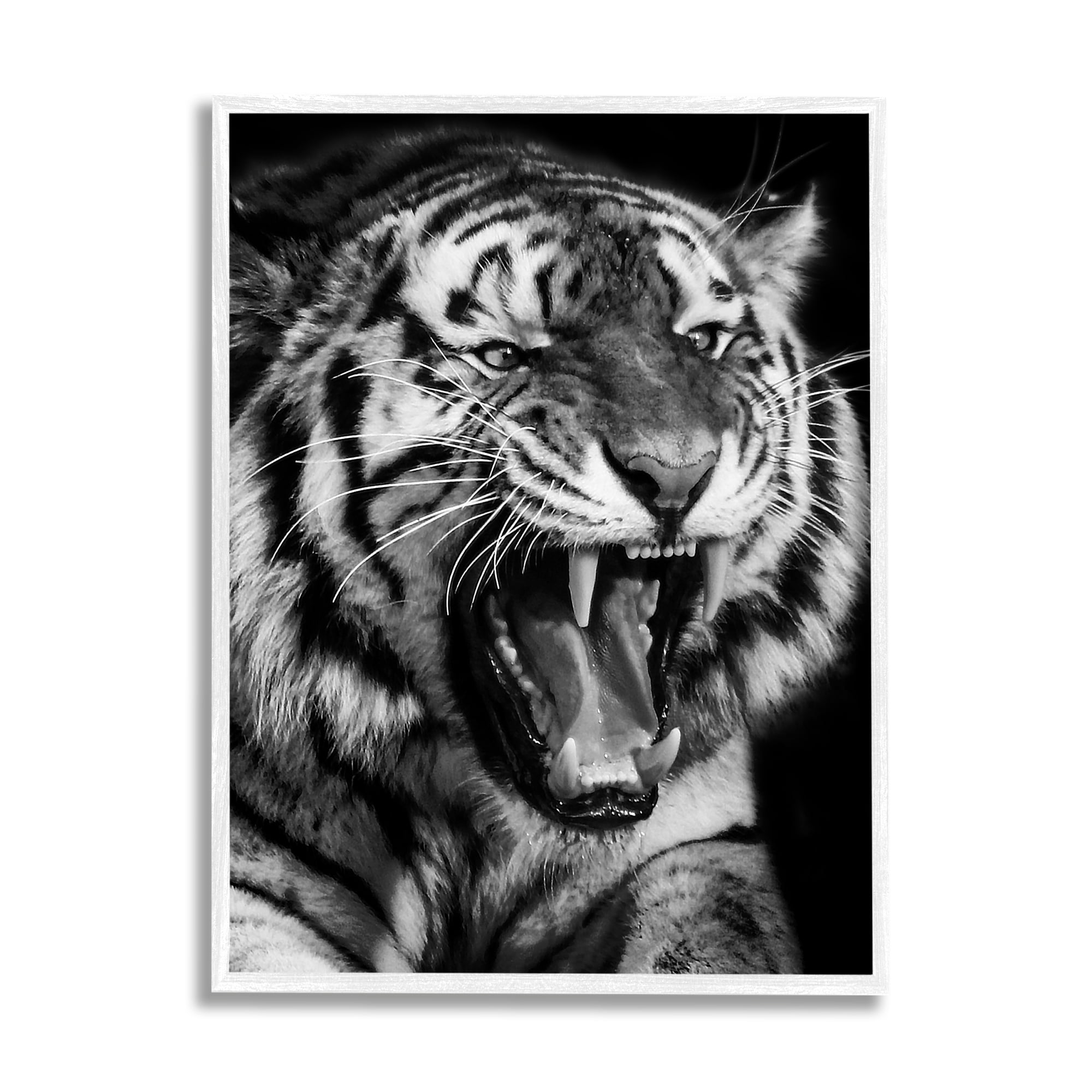 Stupell Industries Tiger Roaring Photography Animals & Insects Photography White Framed Art Print Wall Art, 11 x 14