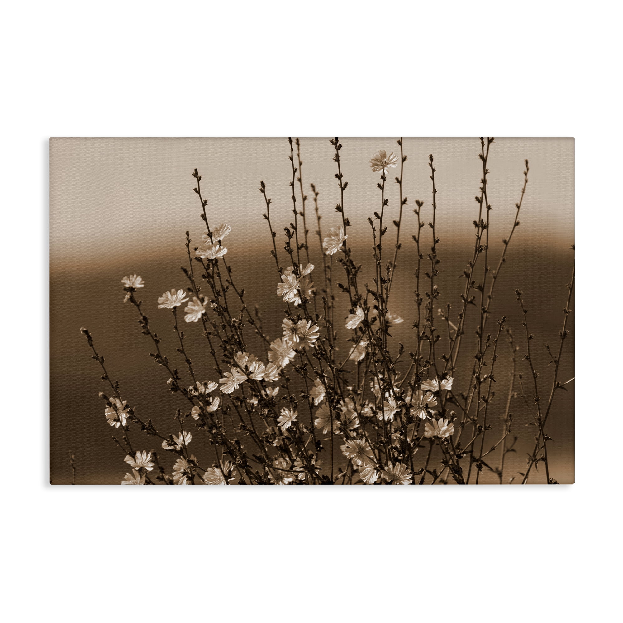 Stupell Industries Tiny Blooming Flowers Plants & Flowers Photography Wrapped Canvas Art Print Wall Art, 30 x 20