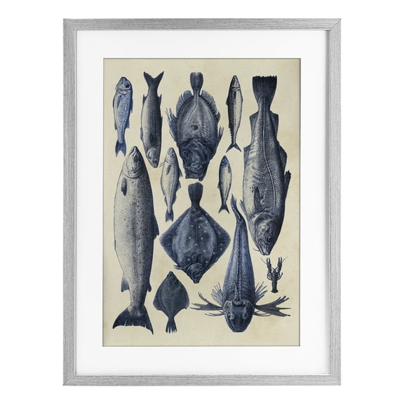 Stupell Industries Traditional Blue Fish Chart Gray Framed Print Under Glass design by Alicia Longley, 23 x 17
