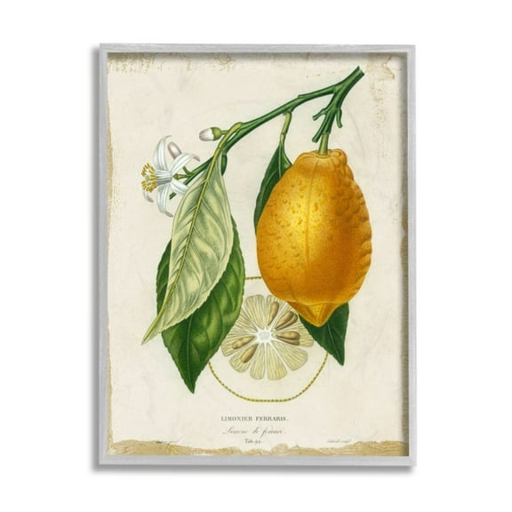 Stupell Industries Traditional Citrus Illustration French Lemon Branch Design by Studio W, 11" x 14", Gray Framed