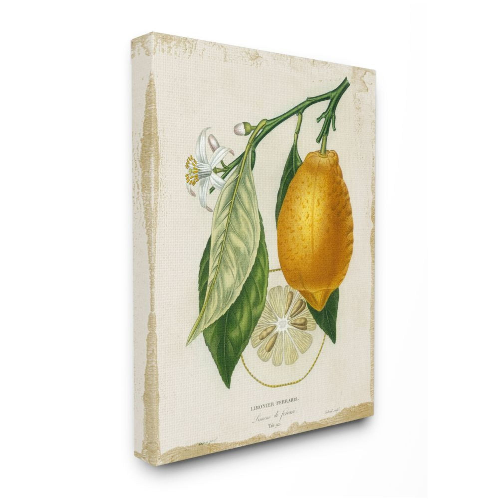 Stupell Industries Traditional Citrus Illustration French Lemon Branch Design by Studio W, 16" x 20"