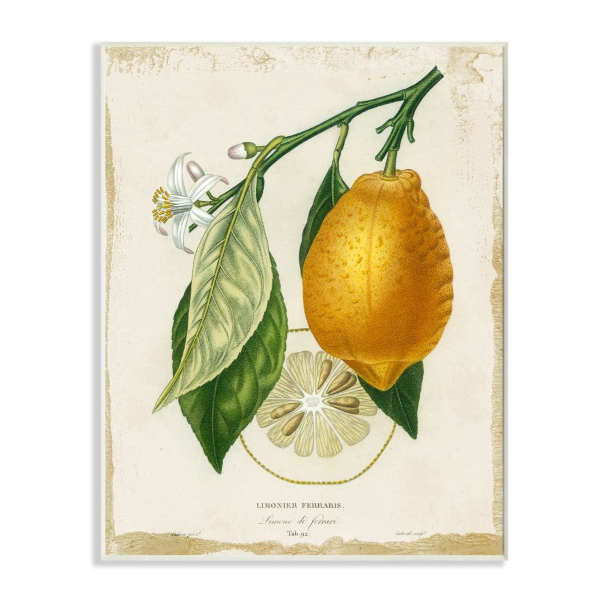 Stupell Industries Traditional Citrus Illustration French Lemon Branch Design by Studio W