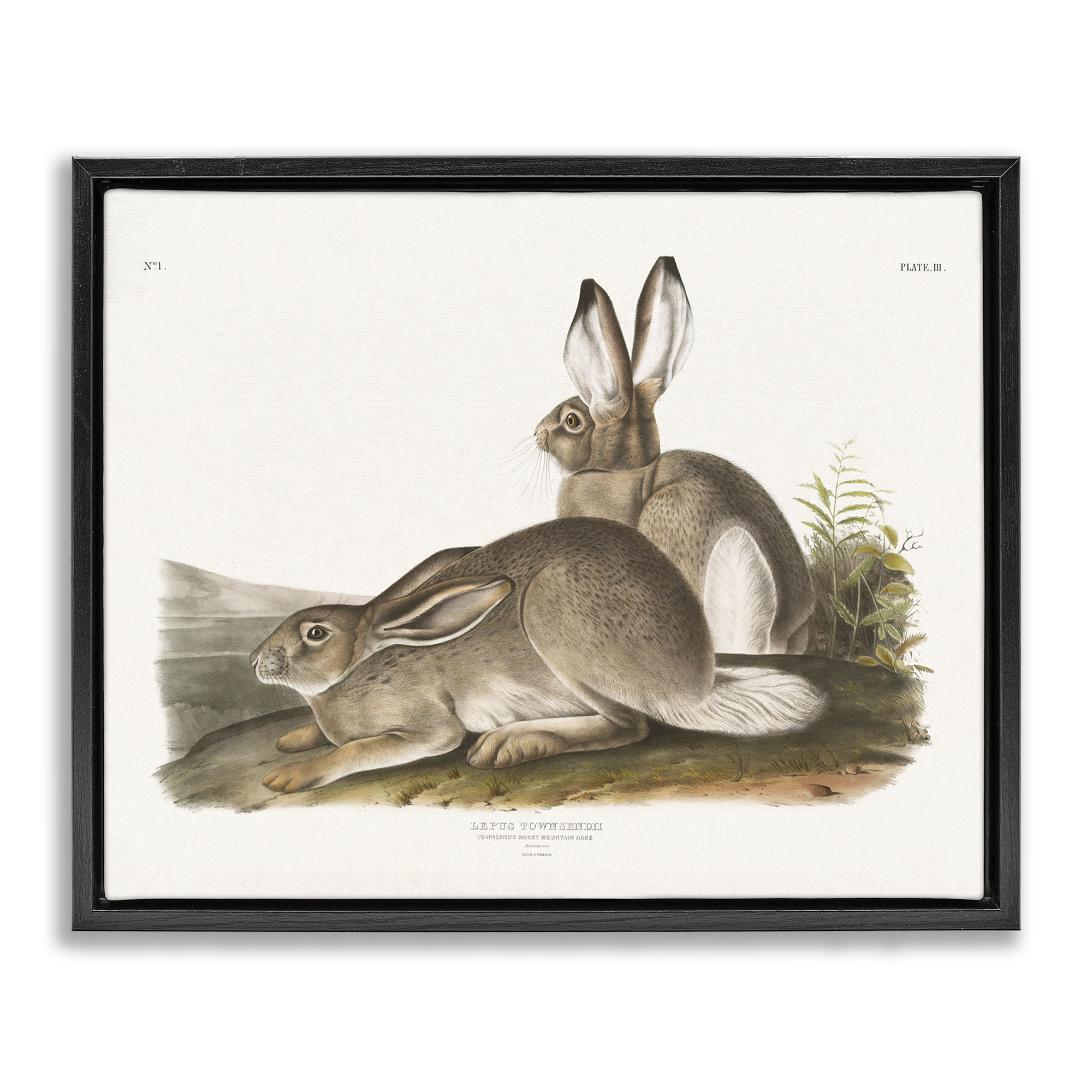 Stupell Industries Traditional Cottage Hare Animals & Insects Painting Black Floater Framed Canvas Art Print Wall Art, 21 x 17