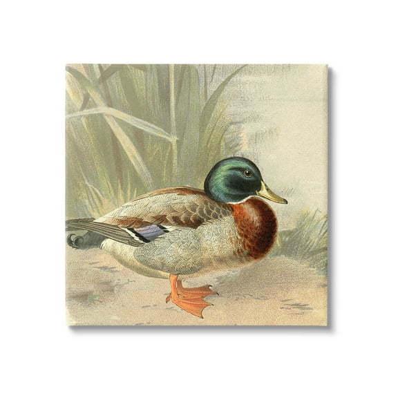 Stupell Industries Traditional Duck & Pond Animals & Insects Painting Gallery Wrapped Canvas Art Print Wall Art, 17 x 17