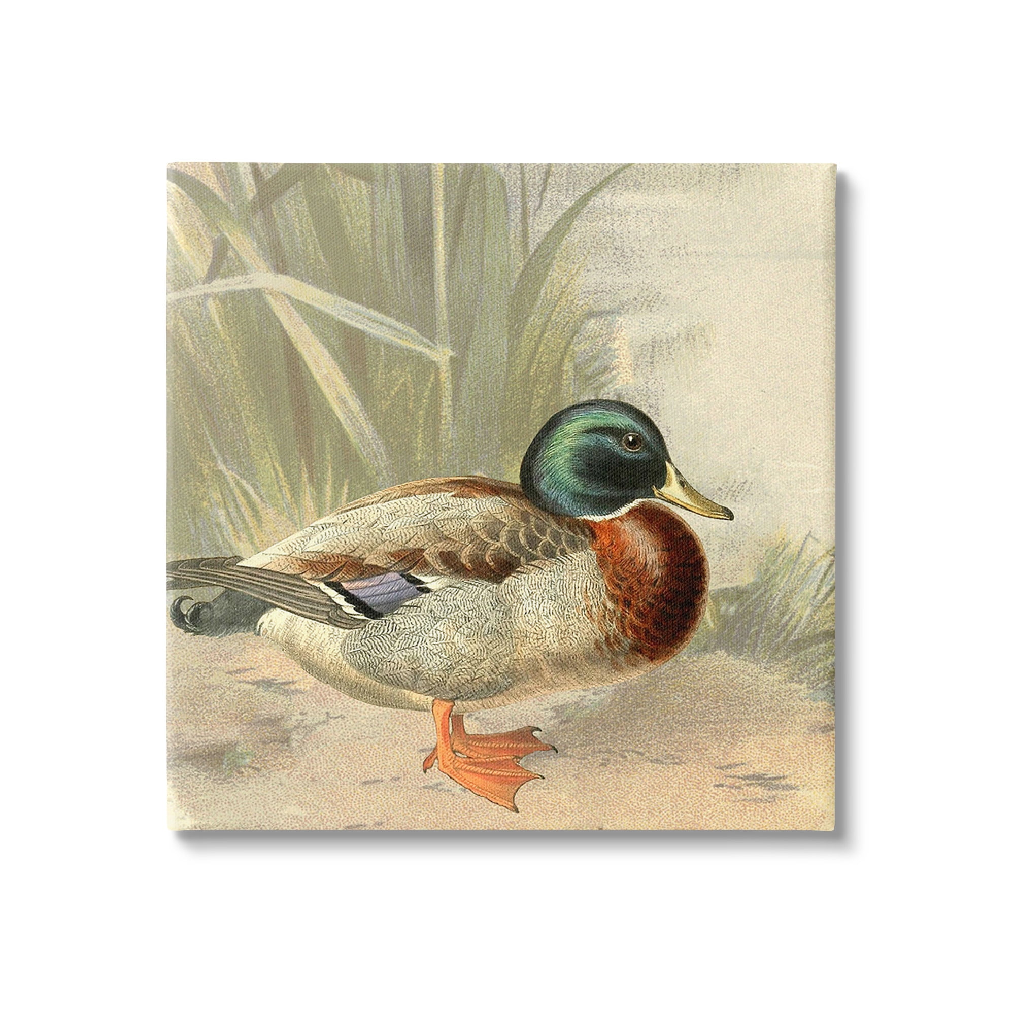 Stupell Industries Traditional Duck & Pond Animals & Insects Painting Gallery Wrapped Canvas Art Print Wall Art, 30 x 30
