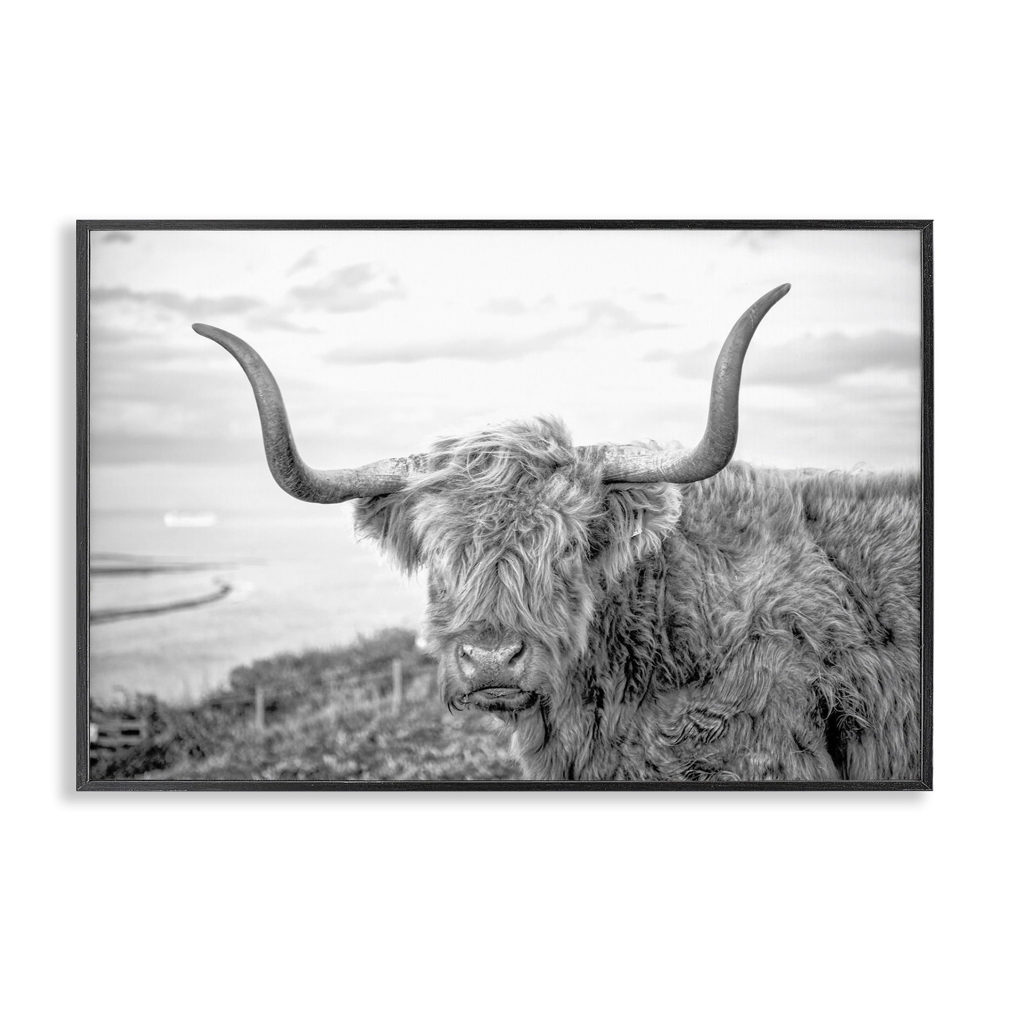 Stupell Industries Traditional Fuzzy Cattle Animals & Insects Photography Black Framed Art Print Wall Art, 24 x 16