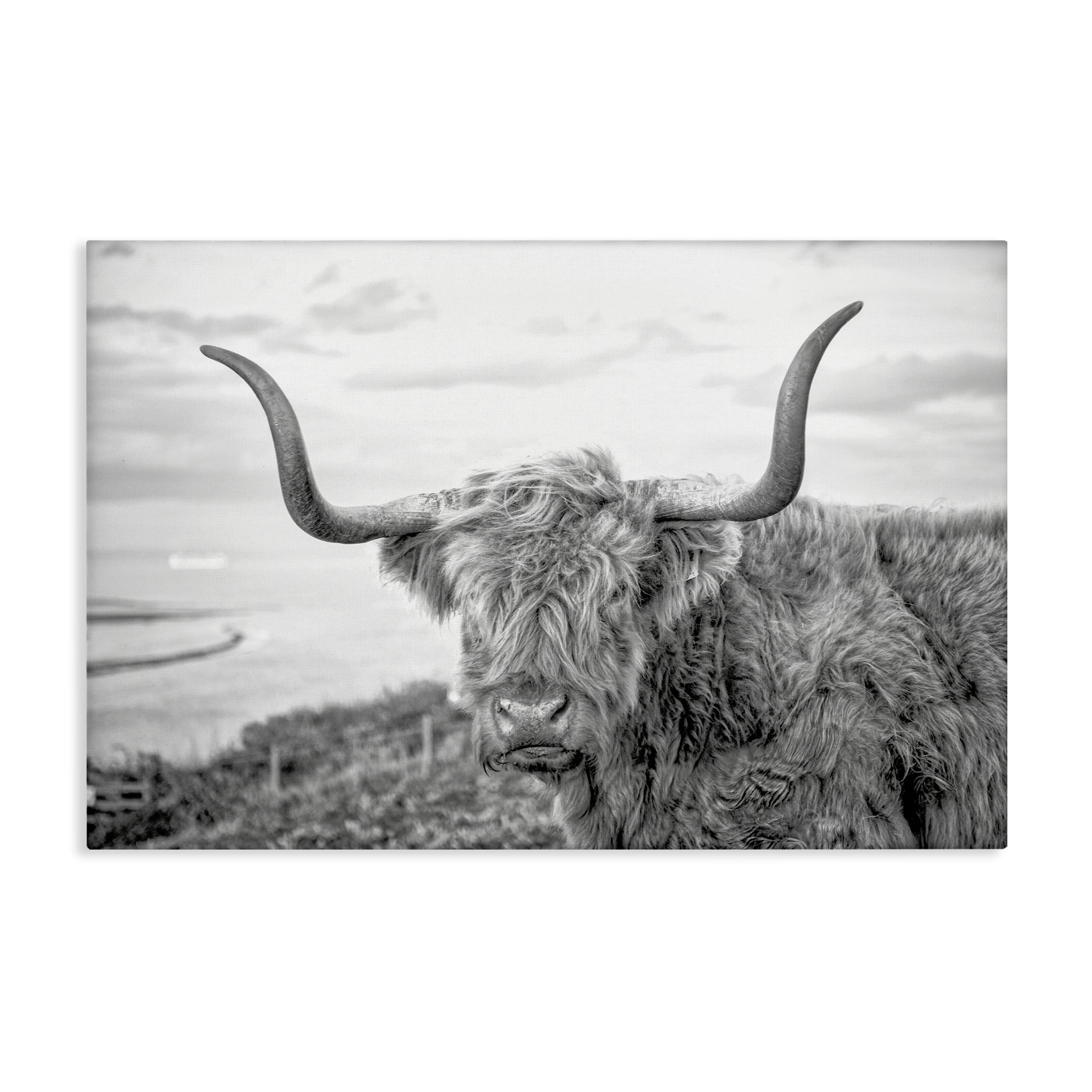 Stupell Industries Traditional Fuzzy Cattle Animals & Insects Photography Gallery Wrapped Canvas Art Print Wall Art, 30 x 20