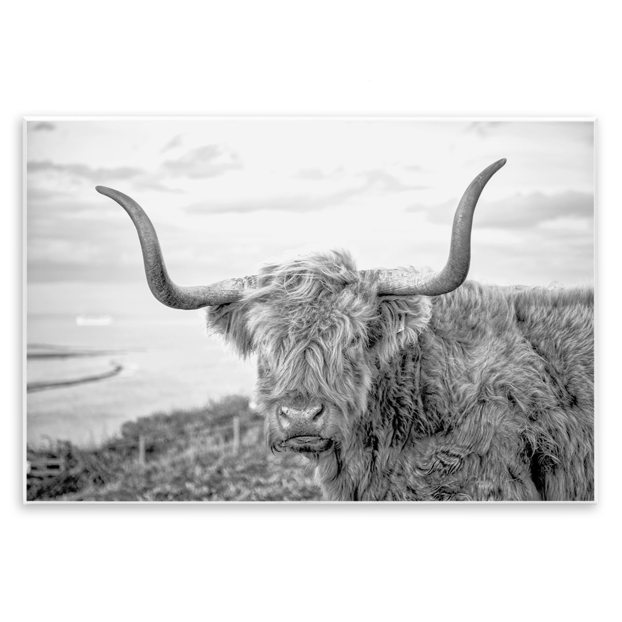 Stupell Industries Traditional Fuzzy Cattle Animals & Insects Photography Unframed Art Print Wall Art, 19 x 13