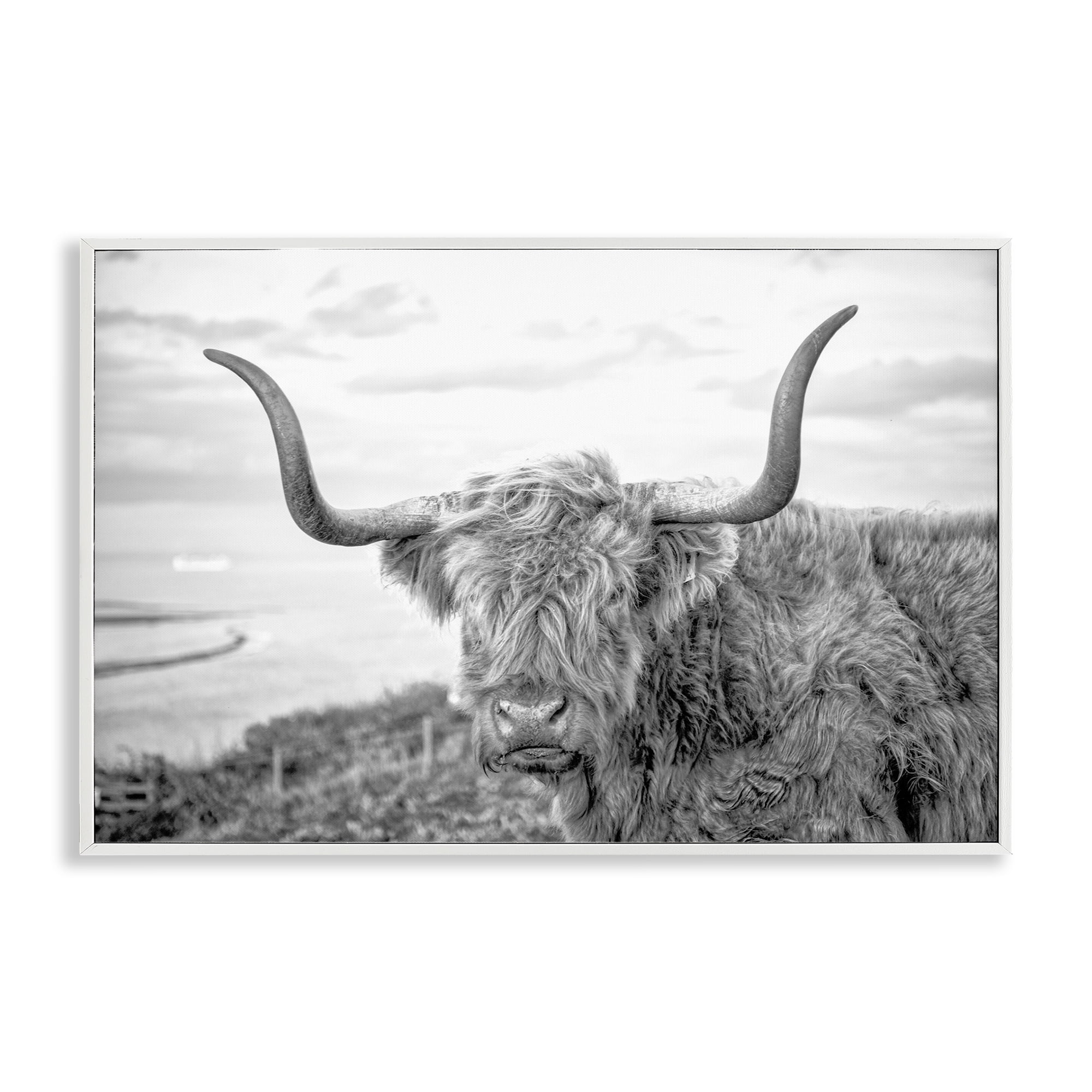 Stupell Industries Traditional Fuzzy Cattle Animals & Insects Photography White Framed Art Print Wall Art, 30 x 20