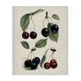 thumbnail image 1 of Stupell Industries Traditional Natural Detailed Cherry Studies Canvas Art, 36 x 48, by Lettered and Lined, 1 of 8