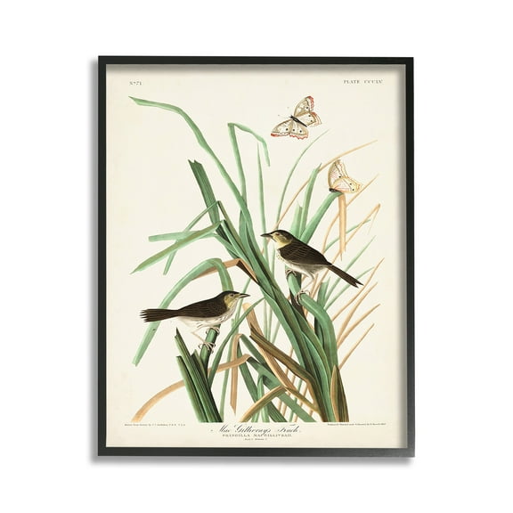 Stupell Industries Traditional Nature Study Animals & Insects Painting Black Framed Art Print Wall Art, 11 x 14