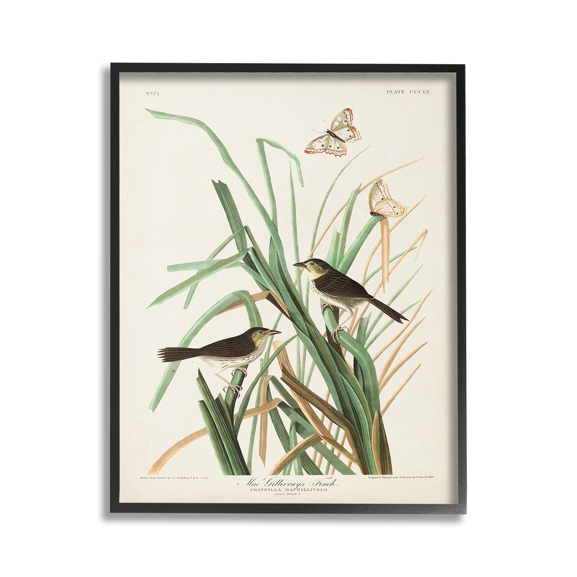 Stupell Industries Traditional Nature Study Animals & Insects Painting Black Framed Art Print Wall Art, 16 x 20